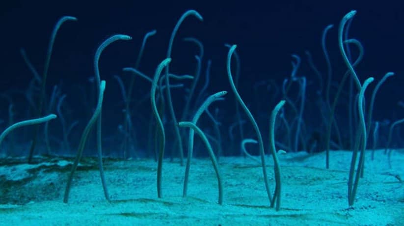 Eel Garden – Dahab